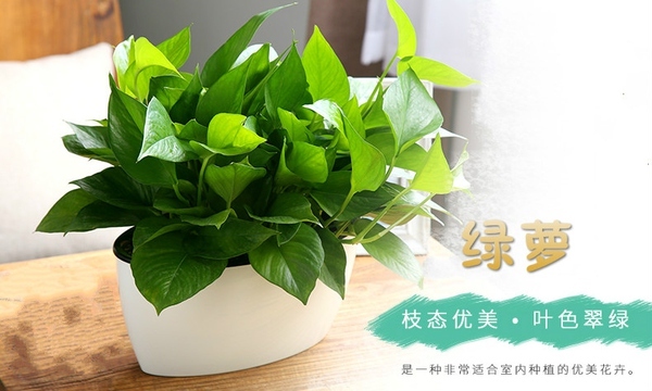 辦公室風(fēng)水植物